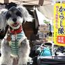震災から歩みを重ねて～犬と人がつなぐペットイベント「うちの仔市場」開催【福島県富岡町】