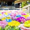 【兵庫県】色鮮やかな花手水スポット3選！SNS映えの写真が撮れる神社・お寺を紹介♪