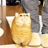 時間になると『ご飯の催促に来る猫』焦らしたら、待てなくて…想定外の『鳴き声』が6.9万再生「可愛すぎかよ」「決してニャンとは鳴かない」