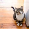 猫をお迎えしたら『あきらめたほうがいい5つのこと』とその理由　飼う前に心の準備を