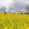 【堺】ハーベストの丘で50万本の菜の花が満開！チューリップやいちご狩りも