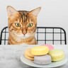猫には危険な『人のお菓子』5つとその理由　ポロポロこぼしたり、出しっぱなしは厳禁！