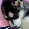 ガリガリで臆病だった大型犬の赤ちゃんを飼った結果→数年後の現在が…見違えるほどの『ビフォーアフター』に341万再生の反響「泣きそう」と感動