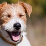 犬が死ぬかもしれない『夏のトラブル』5選　愛犬の命を守るために飼い主がすべきこととは？