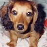 『尻尾が折れ曲がっているから』と売れ残った犬を飼ったら…亡くなるまでを綴った『家族との記録』に涙が止まらないと57万再生「めちゃ泣いた」