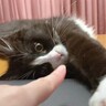 子猫が『仕事をする飼い主』を見たら…全力の『かまって攻撃』が可愛すぎると悶絶の声続出「癒やしをありがとう」「仕事どころじゃないｗ」