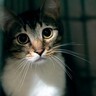 猫への『虐待』につながる飼い主のNG行為5選　実際に法律違反になる場合も