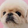 ChatGPTが犬を擬人化→『絶対に声小さいだろうな…』なぜか憎めない"AIの出力結果"に1万いいね集まる「再現度高い」「困り顔最高ｗ」