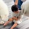 1歳の赤ちゃんが『60キロ超えの超大型犬』に囲まれた結果…まさかの『大物すぎる反応』が34万再生「怖いものなしｗ」「将来が楽しみ」