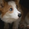 愛犬に『悪人だ』と思われる絶対NG行為3選　信頼関係が崩壊する飼い主の行動とは？