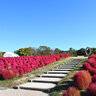 【万博記念公園】約14万本のコスモスと真っ赤に紅葉するコキアが見頃