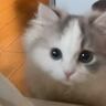『猫が絶対に反応する音』は本当に来るの？気になって聴かせてみた結果…思わず驚いた『まさかの光景』が77万再生「なんて可愛さ」