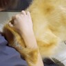 大型犬が『2時間ぶりにママと会った』結果…人間にしか見えない『まさかの反応』が80万再生「本当に泣いてる」「これだから犬って最高」