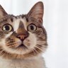 猫が『恐怖を感じているとき』のサイン３選　見られたときのなだめ方・NG行為も