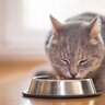 猫の『フード』を変えたほうがいいときとは？3つのタイミング　負担のない切り替え方もご紹介