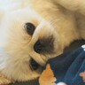 『赤ちゃんのベッドに乗っちゃダメ』と言われた犬→どうしても側にいたくて…『尊すぎる対処法』に1万いいね「なんて優しいの」「感動」と絶賛