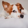 犬の「耳」から読み取れるサイン４つ　愛犬の心理状況から飼い主がすべき対応まで解説