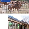 夢見ヶ崎動物公園　飼育種を見直しの方針　再整備計画骨子案