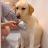 遊び疲れた大型犬をお風呂に入れた結果…まるで子供のような『眠気に耐える姿』が可愛すぎると話題「子犬みたいｗ」「全員幸せそうで最高」