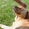 愛犬を『一番幸せにする』方法4選　具体的にどんなことをすればいいの？犬にとっての幸せの定義とは