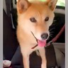 大喜びで散歩に出かけた犬→帰宅後…あからさま過ぎる『切ない光景』が1000万再生越えの大反響「チーンって感じｗ」「なんか老けてて草」