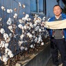 綿花、ふんわり見ごろ　厚木市金田の清水さん宅