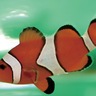 ウィング久里浜　見て触れる水族館　５月３日〜５日