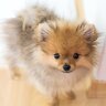 子犬が突然死するのはなぜ？命に関わるNG行為や注意すべきポイントまで