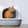 『猫トイレ』を絶対に置くべきではない場所3選　放置すると起きるトラブルも解説