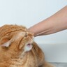 猫が『絶対さわられたくない』体のパーツ5選　噛まれる前に気が付きたい“ヤメロ”サインも