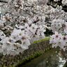 【4月6日の京都の桜】いよいよ満開！朝から哲学の道の桜を楽しんできた♪＜京都市左京区＞