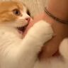 飼い主さんが子猫の名前を呼ぶと…ニヤニヤが止まらない『可愛すぎる瞬間』が58万再生「何度も見ちゃう」「たまらん」と悶絶する人続出