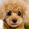 16歳4ヵ月の『耳が遠くなった老犬』→飼い主の工夫が凝らされた『コミュニケーションの取り方』が8万再生「我が家もやってみます」の声も
