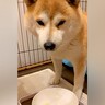 犬に薬を飲ませようと『大好物をチラつかせてみた』結果→まるで人間のように…まさかのやり取りが60万再生「言葉理解してる」「天才」と称賛