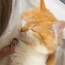 危ないことをした猫を叱っていたら…まさかの『寝たフリをする光景』が64万再生「ちょっと様子伺うの可愛すぎｗ」「子どもと一緒ｗ」