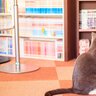 猫はなぜ『しっぽを触ると怒る』？考えられる理由3選　握ったり引っ張ったりはもってのほか！
