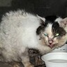 外生活で全身泥と毛玉だらけだった『ボロボロの高齢猫』が、現在……思わぬ展開に涙が止まらないと30万再生「涙しかでない」「泣けてくる」