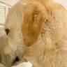 ドライヤーが苦手な大型犬→乾かそうとしたら壁に向かって…分かりやす過ぎる『まさかの行動』に２万いいね集まる「ゼロ距離で草」「嫌だよねｗ」