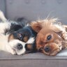 犬の『多頭飼い』に適していない人の特徴3つ　愛犬を不幸にさせてしまうかも…慎重に検討すべき理由とは