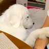 超大型犬の『なでなで催促』をスルーした結果…まるで『彼女のような反応』が可愛すぎると69万再生「かまちょで草」「試される兄ｗ」と爆笑