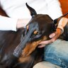 犬が体をスリスリしてくる5つの心理　愛犬が飼い主に伝えようとしていることとは