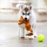 犬に絶対与えてはいけないおもちゃ5選　思わぬ事故を引き起こす危険な玩具とは？