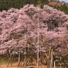 桜の絶景×ご当地グルメ！今行くべき「花見が楽しめる道の駅」4選【道の駅のプロ推薦・第2弾】