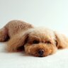 犬が『ツライ』と感じているときにみせるサイン5選　今すぐ病院へ行くべき危険な症状まで