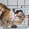 猫が『蛇口から流れる水』が好きな4つのワケ　ためたお水とどう違う？