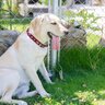 暑い季節に気をつけたい『犬の体調不良』4つ　重症化させないために気をつけるべきこととは