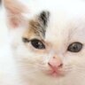 近所の菜園でピョコピョコしていた子猫を保護→7年後の姿が…『劇的ビフォーアフター』に反響続々「今もすっごく可愛い」「おめでとう！」