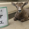 金沢動物園