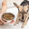 犬が突然『食欲を失くす』3つの原因　病院に連れて行くべき？注意すべき症状まで解説