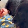 小さな男の子が『イヤイヤ期に突入』した結果…戸惑いながらも心配する大型犬の姿が11万再生「優しすぎて感動」「イヤイヤ期大変よね」と絶賛